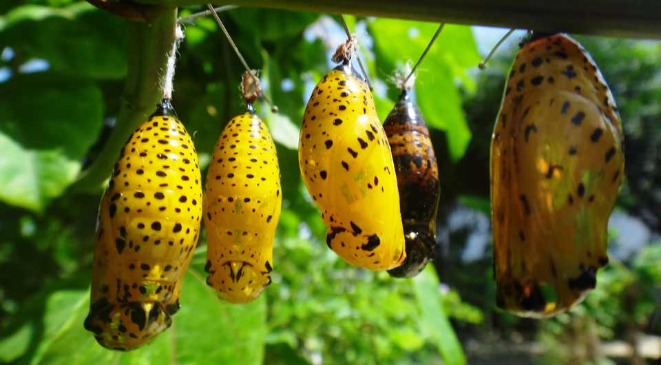 Butterfly Farm, Aruba, Caribe Butterfly Farm, Aruba, Caribe