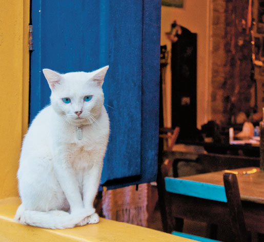 Gatinho aproveita a janela de casa colonial para admirar a paisagem da cidade