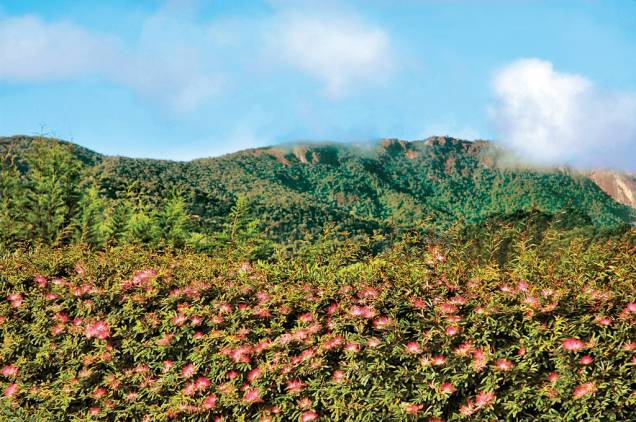 <strong>VISTA DAS MONTANHAS - Monte Verde</strong> <strong>é a vencedora!</strong><br /><br />Levando em consideração abrangência e beleza da vista, facilidade de acesso e tranquilidade para contemplação, Monte Verde (foto) ganha por uma ligeira vantagem. Para chegar nas três principais elevações, o acesso é o mesmo: abusando da primeira marcha, suba até o final da Avenida das Montanhas e estacione o veículo próximo ao mais alto bar brasileiro – o Star Bar, a 1.850 metros de altitude. À esquerda sai a trilha que segue em direção à Pedra Redonda (1 930 m) e à Pedra Partida (2 050 m). Em meia hora de caminhada chega-se na primeira pedra, que já oferece uma vista muito bacana. Demora mais uma hora para chegar no topo da Pedra Partida, que detém a melhor vista da região. No lado oposto, é preciso caminhar duas horas até o Pico do Selado, o mais alto com 2 083 metros.<br /><br />Chega-se de carro ao <a href="https://viajeaqui.abril.com.br/estabelecimentos/br-sp-campos-do-jordao-atracao-pico-do-itapeva" rel="Pico do Itapeva" target="_blank">Pico do Itapeva</a> (2.035 m) em Campos do Jordão. O que em tese seria uma vantagem (facilidade do acesso) torna-se um problema pela quantidade de grupos de excursão e o comércio ambulante no topo, tirando um pouco da magia de contemplar 15 cidades do Vale do Paraíba e as montanhas da Serra da Bocaina. O outro cartão-postal da região, a <a href="https://viajeaqui.abril.com.br/estabelecimentos/br-sp-campos-do-jordao-atracao-pedra-do-bau" rel="Pedra do Baú" target="_blank">Pedra do Baú</a> (1.950 m) fica a 25 quilômetros do Centro de Campos do Jordão e ainda é preciso vencer 300 degraus encravados na rocha até chegar ao topo – também é necessário um guia. <strong>VISTA DAS MONTANHAS - Monte Verde</strong> <strong>é a vencedora!</strong><br /><br />Levando em consideração abrangência e beleza da vista, facilidade de acesso e tranquilidade para contemplação, Monte Verde (foto) ganha por uma ligeira vantagem. Para chegar nas três principais elevações, o acesso é o mesmo: abusando da primeira marcha, suba até o final da Avenida das Montanhas e estacione o veículo próximo ao mais alto bar brasileiro – o Star Bar, a 1.850 metros de altitude. À esquerda sai a trilha que segue em direção à Pedra Redonda (1 930 m) e à Pedra Partida (2 050 m). Em meia hora de caminhada chega-se na primeira pedra, que já oferece uma vista muito bacana. Demora mais uma hora para chegar no topo da Pedra Partida, que detém a melhor vista da região. No lado oposto, é preciso caminhar duas horas até o Pico do Selado, o mais alto com 2 083 metros.<br /><br />Chega-se de carro ao <a href="https://viajeaqui.abril.com.br/estabelecimentos/br-sp-campos-do-jordao-atracao-pico-do-itapeva" rel="Pico do Itapeva" target="_blank">Pico do Itapeva</a> (2.035 m) em Campos do Jordão. O que em tese seria uma vantagem (facilidade do acesso) torna-se um problema pela quantidade de grupos de excursão e o comércio ambulante no topo, tirando um pouco da magia de contemplar 15 cidades do Vale do Paraíba e as montanhas da Serra da Bocaina. O outro cartão-postal da região, a <a href="https://viajeaqui.abril.com.br/estabelecimentos/br-sp-campos-do-jordao-atracao-pedra-do-bau" rel="Pedra do Baú" target="_blank">Pedra do Baú</a> (1.950 m) fica a 25 quilômetros do Centro de Campos do Jordão e ainda é preciso vencer 300 degraus encravados na rocha até chegar ao topo – também é necessário um guia.