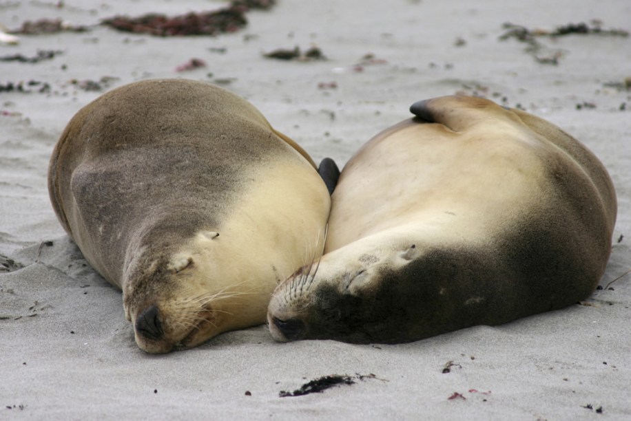 Leões-marinhos dormem em uma praia de Adelaide, na Austrália