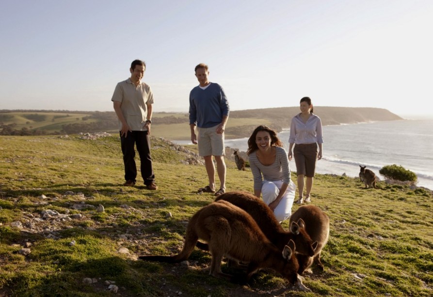 Kangaroo Island, próximo à costa de Adelaide, é um popular destino turístico do sul do país. Com uma fauna bem representativa da Austrália, aqui você encontrará pinguins, coalas, lobos-marinhos e, como não poderia deixar de ser, cangurus