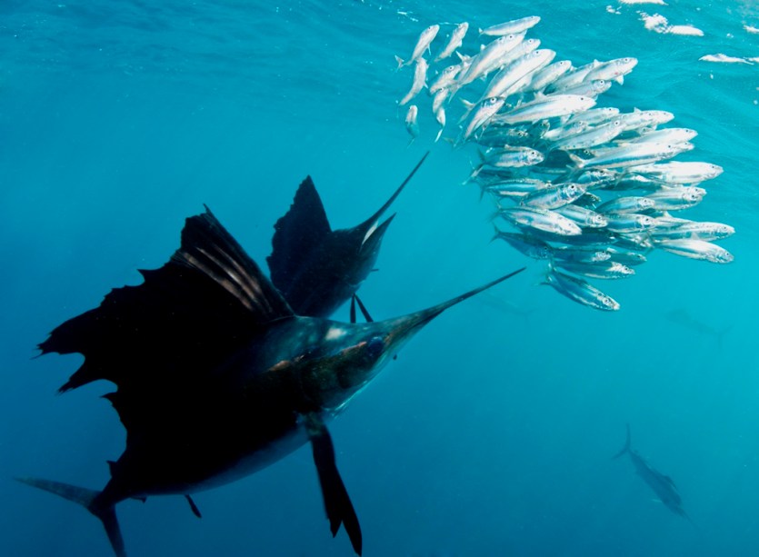 A pesca do peixe-vela é uma das atividades mais populares em Cancún