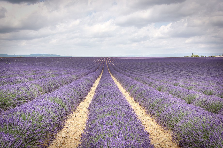 <strong>PROVENCE CLÁSSICA</strong>A região tingida neste mês pelo lilás das lavandas preserva graciosas cidades medievais, como Avignon. São três noites ali, três em <a href="https://viajeaqui.abril.com.br/cidades/franca-aixenprovence" rel="Aix" target="_self">Aix</a> e três no luxuoso <a href="https://bit.ly/mn-s" rel="Couvent des Minimes" target="_blank">Couvent des Minimes</a>, um antigo convento de 1613 nos campos de Lorgues. A viagem é coroada com duas noites em <a href="https://viajeaqui.abril.com.br/cidades/franca-paris" rel="Paris" target="_self">Paris</a> e inclui passeios a Châ-teauneuf du Pape e à L’Occitane. <strong>QUANDO</strong> Em agosto<strong>QUEM LEVA</strong> A <a href="https://bit.ly/cb-tvl" rel="Colombi" target="_blank">Colombi</a><strong>QUANTO</strong> € 3 099 (sem aéreo)