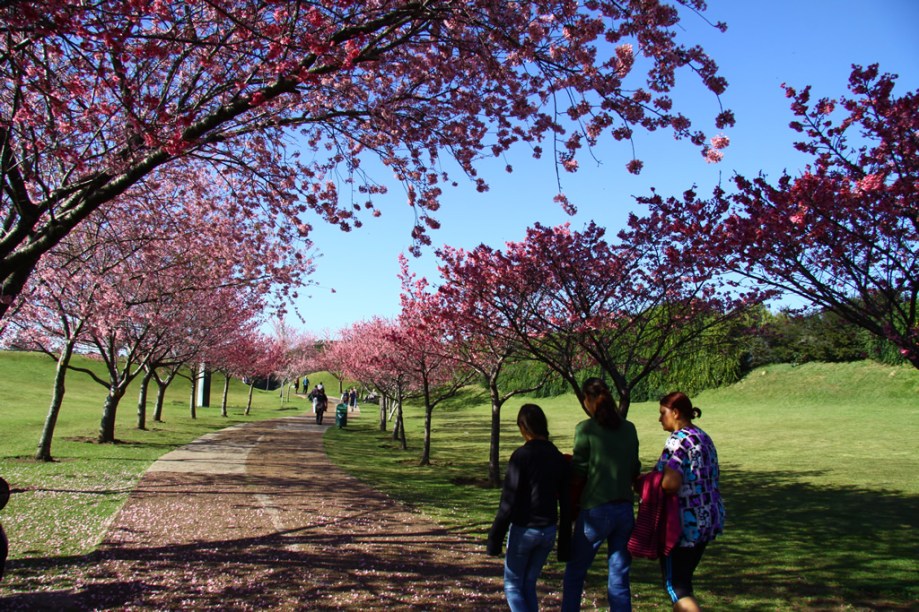 Cerejeiras no Jardim Botânico de Curitiba, o mais belo parque da cidade