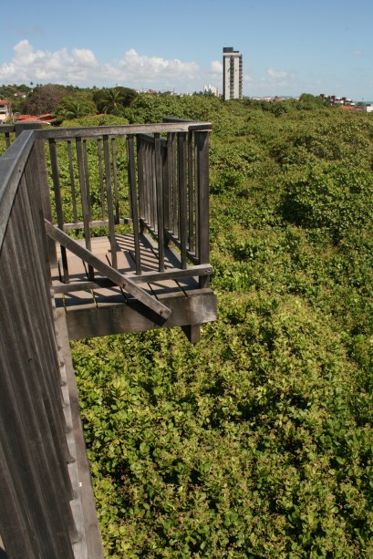 Vista do mirante do maior cajueiro do mundo, em Pirangi do Norte