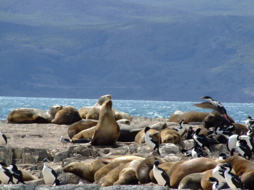 Durante o passeio pelo Canal de Beagle, em Ushuaia, o barco passa pela Isla de Los Lobos, onde leões marinhos se esparramam pelas pedras