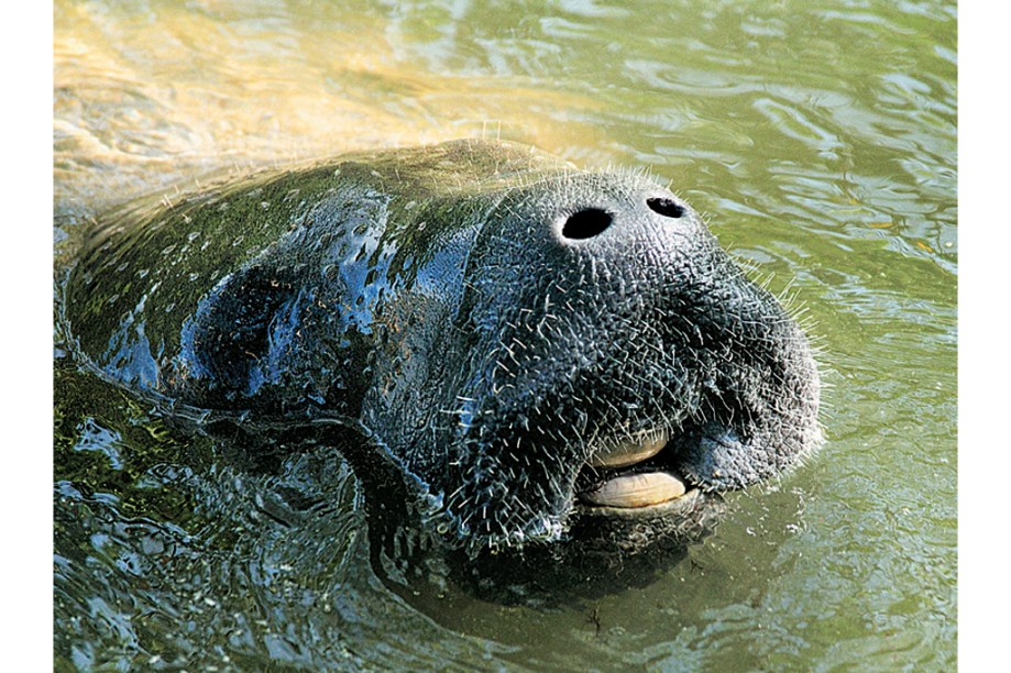 O peixe-boi de Barra de Mamanguape