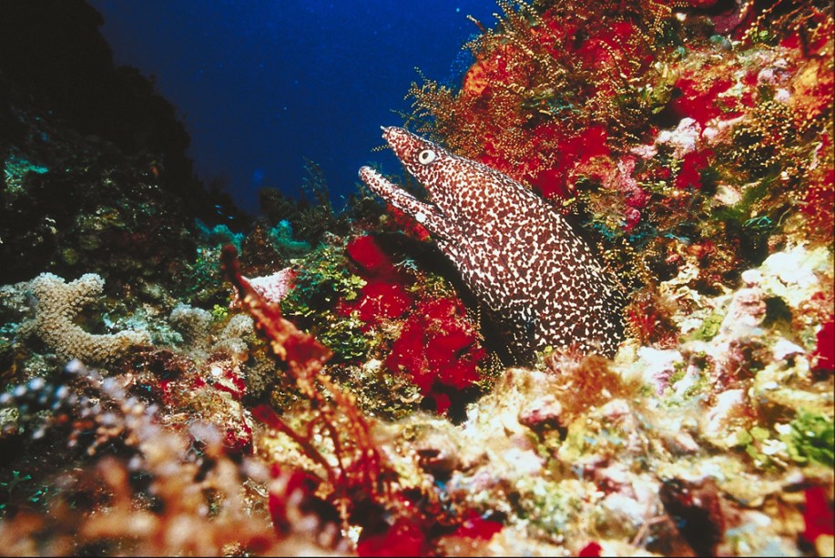 Cozumel fica na região da Riviera Maia, que abriga o segundo maior recife de corais do mundo