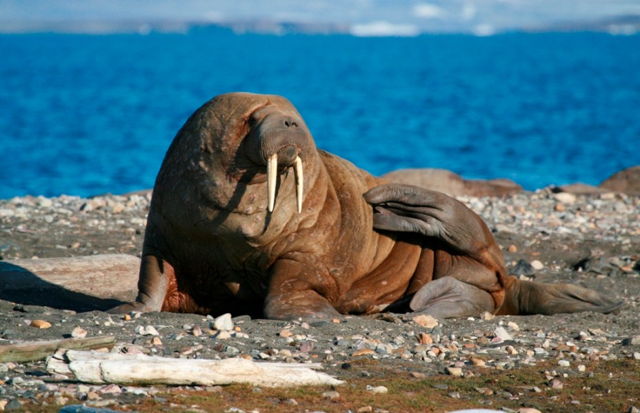 Presente nos clássicos <em>I am the Walrus</em> e <em>Come Together</em>, dos Beatles, e personagem da série do <em>Pica-Pau</em> como o mal-humorado Wally Walrus, o Leôncio, de Walter Lantz, as bonachonas morsas são um dos animais mais facilmente identificáveis na natureza. Pertencente à ordem dos pinípedes, da qual também fazem parte leões marinhos e focas, elas podem pesar mais de uma tonelada e vivem em terras junto ao Círculo Polar Ártico