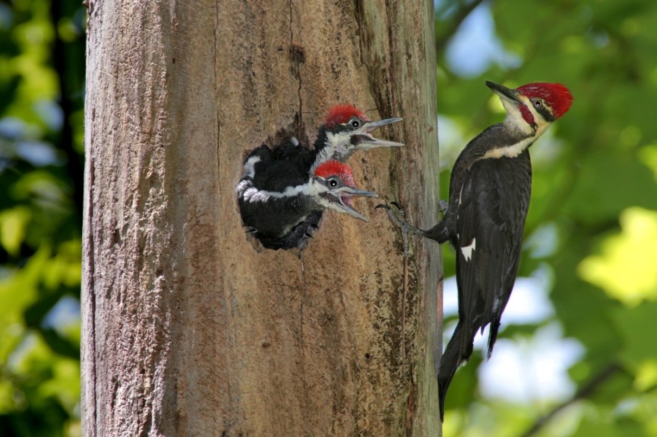 Um dos animais mais internacionais do planeta, o pica-pau (família Picidae) pode ser encontrado praticamente em todos os continentes da terra, nos mais diferentes climas. As exceções são as regiões polares, Madagascar e a <a href="https://viajeaqui.abril.com.br/paises/australia" rel="Austrália" target="_blank">Austrália</a>, além de algumas outras ilhas isoladas. O incessante (e para ele, irritante) batido na madeira de um exemplar teria inspirado o cartunista Walter Lantz a criar seu famoso personagem, o Pica-Pau (Woody Woodpecker), em 1940.