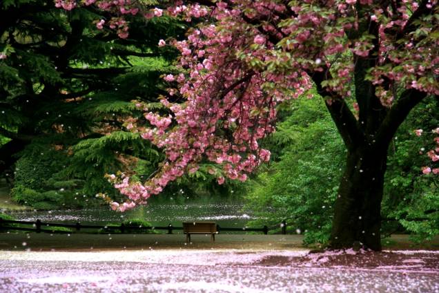 <strong><a href="https://viajeaqui.abril.com.br/cidades/japao-kyoto" rel="Kyoto" target="_blank">Kyoto</a>, Japão</strong> Até pouco tempo atrás, você dificilmente veria casais tascando beijos apaixonados nas ruas de <a href="https://viajeaqui.abril.com.br/cidades/japao-toquio" target="_blank">Tóquio</a>. O máximo do atrevimento viria de jovens colegiais trocando selinhos, muitos risinhos e nhé-nhé-nhé. As coisas até que estão mudando, mas os japoneses continuam uma sociedade bastante pudica. Mas, convenhamos, como vocês não são japoneses, aproveitem as pétalas de cerejeira caindo sobre suas cabeças para manifestar seu afeto. Quem sabe assim vocês inspiram uns casaizinhos locais? O <a href="https://viajeaqui.abril.com.br/paises/japao" target="_blank">Japão</a> inteiro fica banhado em cores que vão do branco ao rosa-cheguei no começo da primavera, mas nada como apreciar as cerejeiras e ameixeiras em flor em <a href="https://viajeaqui.abril.com.br/cidades/japao-kyoto" target="_blank">Kyoto</a>, a antiga capital do país <strong><a href="https://viajeaqui.abril.com.br/cidades/japao-kyoto" rel="Kyoto" target="_blank">Kyoto</a>, Japão</strong> Até pouco tempo atrás, você dificilmente veria casais tascando beijos apaixonados nas ruas de <a href="https://viajeaqui.abril.com.br/cidades/japao-toquio" target="_blank">Tóquio</a>. O máximo do atrevimento viria de jovens colegiais trocando selinhos, muitos risinhos e nhé-nhé-nhé. As coisas até que estão mudando, mas os japoneses continuam uma sociedade bastante pudica. Mas, convenhamos, como vocês não são japoneses, aproveitem as pétalas de cerejeira caindo sobre suas cabeças para manifestar seu afeto. Quem sabe assim vocês inspiram uns casaizinhos locais? O <a href="https://viajeaqui.abril.com.br/paises/japao" target="_blank">Japão</a> inteiro fica banhado em cores que vão do branco ao rosa-cheguei no começo da primavera, mas nada como apreciar as cerejeiras e ameixeiras em flor em <a href="https://viajeaqui.abril.com.br/cidades/japao-kyoto" target="_blank">Kyoto</a>, a antiga capital do país