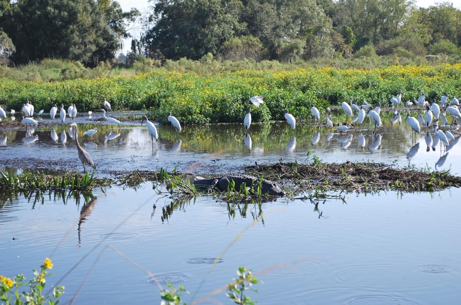 <strong>Airboat tour</strong>                                                                        O Condado de Polk, no centro da Flórida e ao sul de Orlando, possui mais de 500 lagos - muitos deles repletos de jacarés. Quem se aventura em um passeio de airboat tem grandes chances de dar de cara com um legítimo alligator