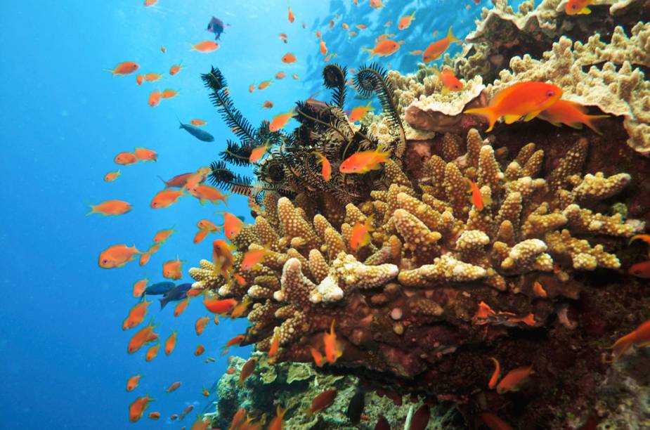 <a href="https://viajeaqui.abril.com.br/paises/australia" rel="Austrália" target="_blank"><strong>Austrália</strong></a>O país é conhecido por abrigar belas praias da <a href="https://viajeaqui.abril.com.br/continentes/oceania" rel="Oceania" target="_blank">Oceania</a> e ser point de surfistas do mundo todo. A <a href="https://viajeaqui.abril.com.br/paises/australia" rel="Austrália" target="_blank">Austrália</a>, porém, tem também muito a oferecer aos mergulhadores. É lá onde está localizado o mais longo recife do mundo – com cerca de 2 mil quilômetros de extensão -, chamado de <a href="https://viajeaqui.abril.com.br/estabelecimentos/australia-cairns-atracao-grande-barreira-de-coral" rel="Grande Barreira de Corais" target="_blank">Grande Barreira de Corais</a> (foto). Ali há no mínimo 2,8 mil tipos diferentes de corais, com cores variadas, além de uma riquíssima vida marinha. Polvos, lulas, peixes e tubarões fazem parte da fauna que o mergulhador encontra por lá. É possível praticar snorkel e ter visibilidade quase tão boa quanto a de um mergulhador com cilindro. Passeios ainda disponibilizam exploração por caminhada subaquática, em que o turista usa uma espécie de capacete para respirar sob a água; submarino; e o próprio mergulho com cilindros. A temperatura da água é de, em média, 25°C e entre os meses de abril e novembro está o melhor período para mergulhar na <a href="https://viajeaqui.abril.com.br/paises/australia" rel="Austrália" target="_blank">Austrália</a>. A língua oficial do país é o inglês e a moeda é o dólar australiano.