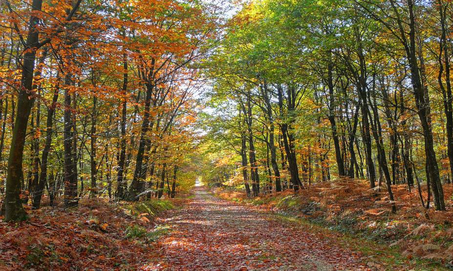 <strong>32. Bercé Forest, Jupilles, <a href="https://viajeaqui.abril.com.br/paises/franca" rel="França" target="_self">França</a></strong>        A região na qual essa floresta de 5.400 hectares se localiza (próxima à comuna de Jupilles, em Sarthe, Pays de la Loire) é considerada uma das mais bonitas da França. Seus caminhos são bem iluminados, cercados por estradinhas agradáveis por todas as direções. Os belos bosques de carvalho, coníferas e faias fazem todo o trajeto valer a pena. Há mesinhas de piquenique por toda a área – uma forma carinhosa de deixar seus visitantes mais confortáveis. As lendas locais dizem que muitas jovens procuravam por fontes no seu entorno para saber se iam se casar em breve. A regra aqui, no entanto, é mais simples: respire o ar puro e se deixe relaxar.        <a href="https://www.booking.com/city/fr/jupilles.pt-br.html?sid=efe6c9de408bb8d78e20e017e616e9f8;dcid=4?aid=332455&label=viagemabril-florestasencantadas" rel="Veja preços de hotéis em Jupilles no Booking.com" target="_self">Veja preços de hotéis em Jupilles no Booking.com</a>