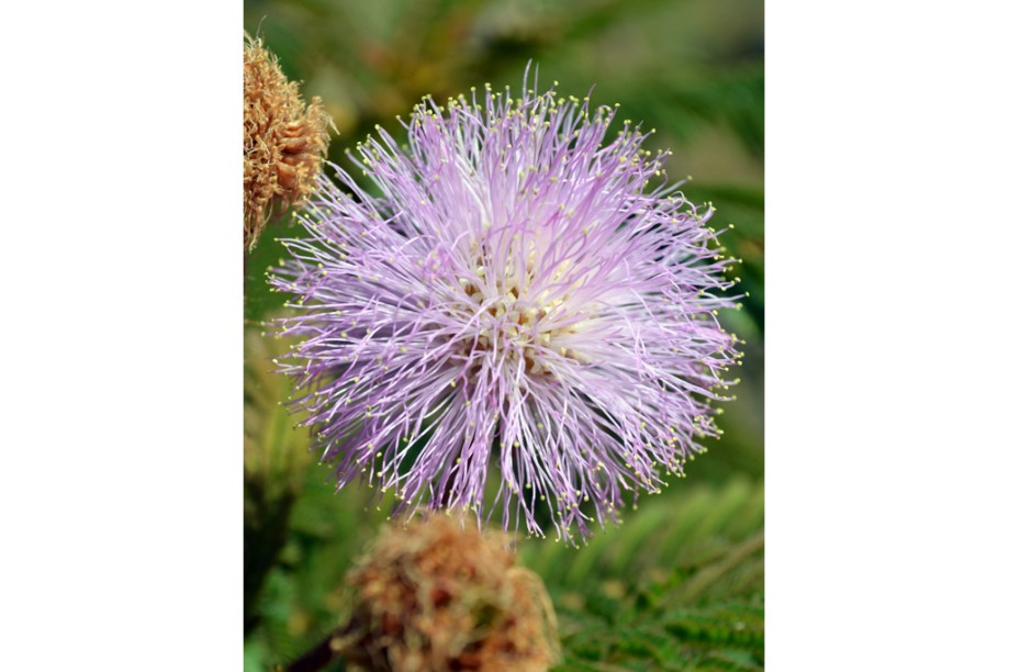 Bela flor da Mimosa, na <a href="https://viajeaqui.abril.com.br/cidades/br-go-chapada-dos-veadeiros" rel="Chapada dos Veadeiros" target="_self">Chapada dos Veadeiros</a>, <a href="https://viajeaqui.abril.com.br/estados/br-goias" rel="Goiás" target="_self">Goiás</a>