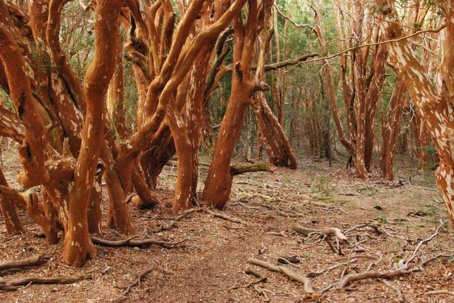 Uma das histórias acerca de Bariloche diz que Walt Disney elaborou a cenografia para a animação <em>Bambi </em>ao visitar o Bosque de Arrayanes