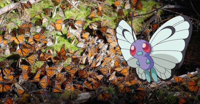<strong>BUTTERFREE: FLORESTAS OYAMEL (<a href="https://viajeaqui.abril.com.br/paises/mexico" rel="MÉXICO">MÉXICO</a>)</strong>Um dos episódios mais sentimentais de Pokémon é o que o treinador Ash se despede da Butterfree, que parte junto a outras de sua espécie para se reproduzirem. Uma situação parecida acontece na vida real todos os anos: a migração das borboletas monarcas. Quando o clima começa a esfriar, as laranjinhas partem do Parque Nacional das Montanhas Rochosas, na divisa entre o norte dos Estados Unidos e o sul do Canadá, e voam cerca de 50 quilômetros por dia rumo às florestas de Oyamel, no México, onde ficam até meados de março. Será que as Butterfrees fariam o mesmo percurso? <strong>BUTTERFREE: FLORESTAS OYAMEL (<a href="https://viajeaqui.abril.com.br/paises/mexico" rel="MÉXICO">MÉXICO</a>)</strong>Um dos episódios mais sentimentais de Pokémon é o que o treinador Ash se despede da Butterfree, que parte junto a outras de sua espécie para se reproduzirem. Uma situação parecida acontece na vida real todos os anos: a migração das borboletas monarcas. Quando o clima começa a esfriar, as laranjinhas partem do Parque Nacional das Montanhas Rochosas, na divisa entre o norte dos Estados Unidos e o sul do Canadá, e voam cerca de 50 quilômetros por dia rumo às florestas de Oyamel, no México, onde ficam até meados de março. Será que as Butterfrees fariam o mesmo percurso?