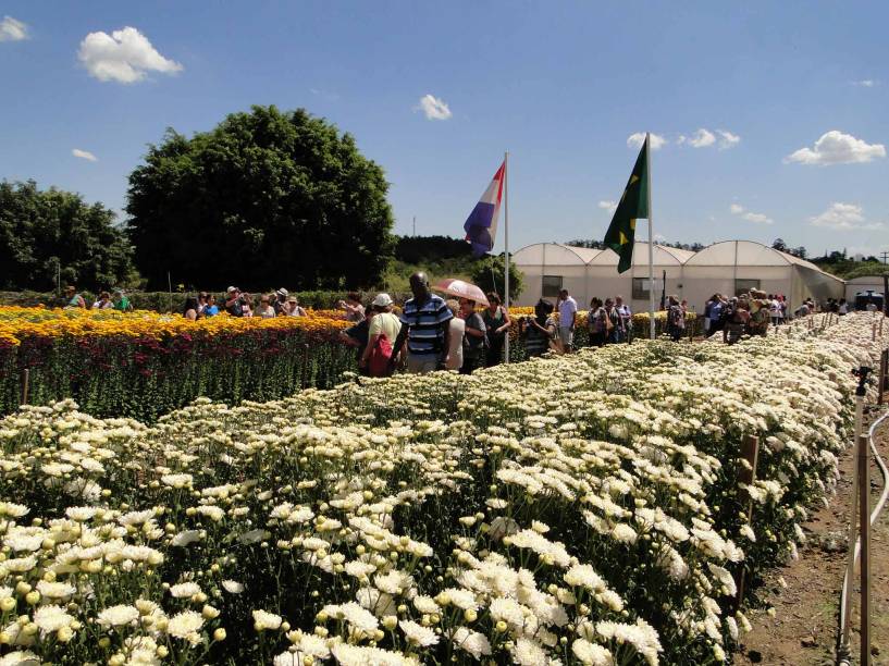 Campos de Flores