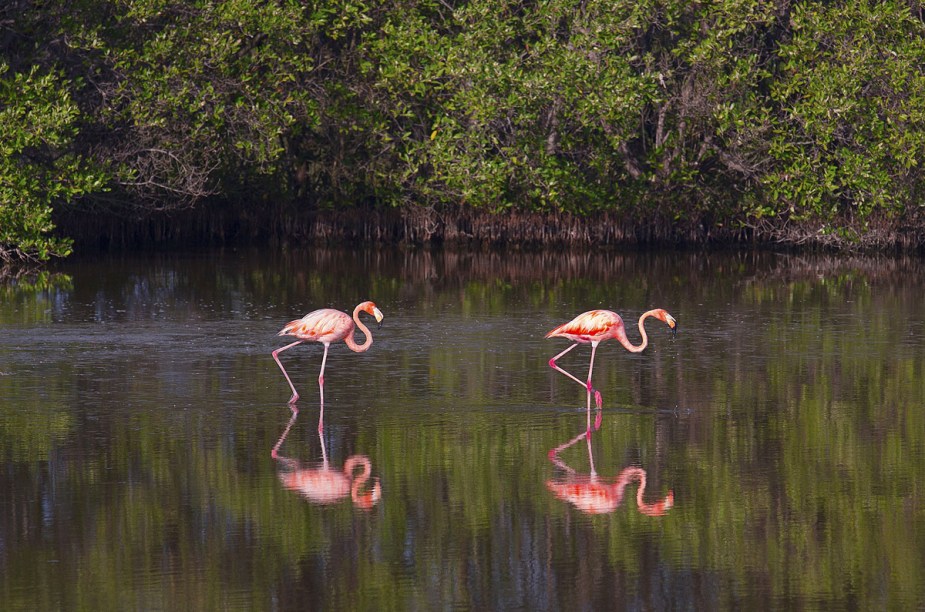 <strong>Cayo Guillermo</strong>O tempo seco (bom para mergulho), as temperaturas entre 20 °C e 30 °C e a ausência de furacões são os cartões de visita da ilha até maio. Este pacote com hospedagem na rede <a href="https://melia-hotels.com/" rel="Meliá" target="_blank">Meliá</a> reserva quatro noites all-inclusive em Cayo Guillermo, ilhota de mar azul que concentra uma das maiores colônias de flamingos do mundo. As outras três noites são na histórica Havana.<strong>Quem leva: </strong>a <a href="https://sanchattour.com.br/" rel="Sanchat" target="_blank">Sanchat</a> (11/3017-3140)<strong>Quanto:</strong> US$ 1 920