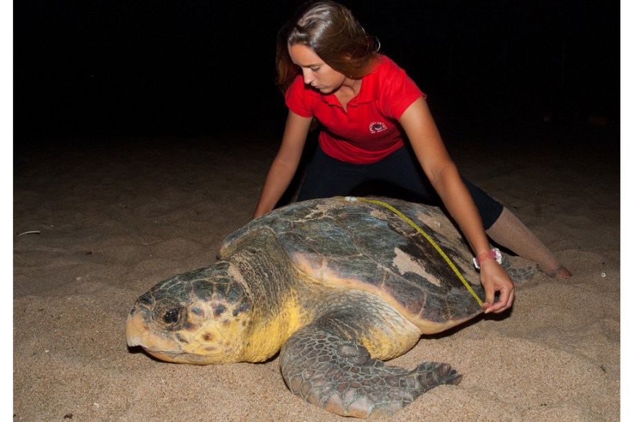 <strong>Tartaruga-cabeçuda</strong> (<em>Caretta caretta</em>) sendo monitorada pela equipe do<strong> Tamar</strong>