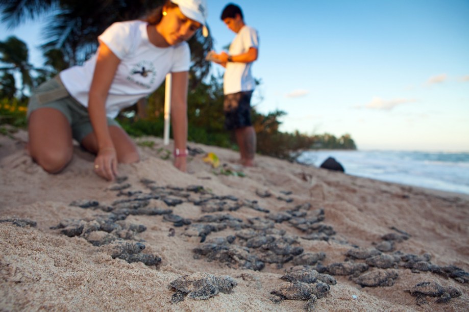 Equipe do <strong>Tamar </strong>monitora filhotes de tartarugas após a <strong>abertura de ninho. </strong>A atividade pode ser acompanhada nos centros de visitantes das bases localizadas em áreas de reprodução (Bahia, Sergipe, Rio Grande do Norte, Espírito Santo e Rio de Janeiro). A temporada de desova vai de setembro a março, mas o melhor período para ver os filhotes é entre novembro e fevereiro 