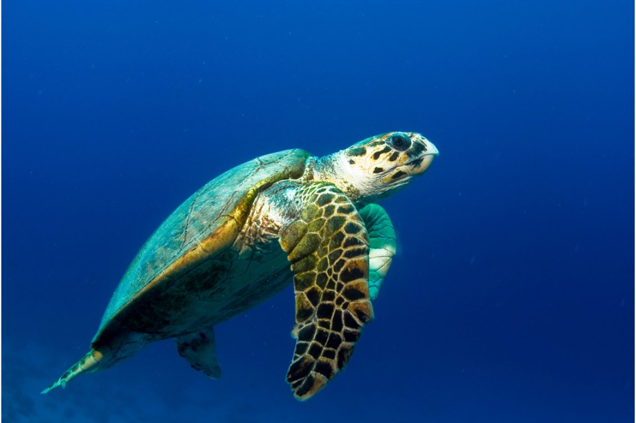 A <strong>tartaruga-de-pente </strong>(<em>Eretmochelys imbricata</em>) se encontra <strong>criticamente <a href="https://viajeaqui.abril.com.br/materias/fotos-de-animais-ameacados-de-extincao" rel="ameaçada de extinção" target="_blank">ameaçada de extinção</a></strong> segundo a <a href="https://viajeaqui.abril.com.br/materias/lista-vermelha-das-especies-ameacadas-da-iucn" rel="IUCN" target="_blank">IUCN</a> (União Internacional para a Conservação da Natureza, na sigla em inglês)