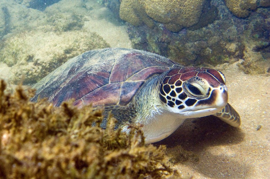 A <strong>tartaruga-verde</strong> (<em>Chelonia mydas</em>) está <a href="https://viajeaqui.abril.com.br/materias/fotos-de-animais-ameacados-de-extincao" rel="ameaçada de extinção" target="_blank">ameaçada de extinção</a> segundo a <a href="https://viajeaqui.abril.com.br/materias/lista-vermelha-das-especies-ameacadas-da-iucn" rel="IUCN" target="_blank">IUCN</a> (União Internacional para a Conservação da Natureza, na sigla em inglês)