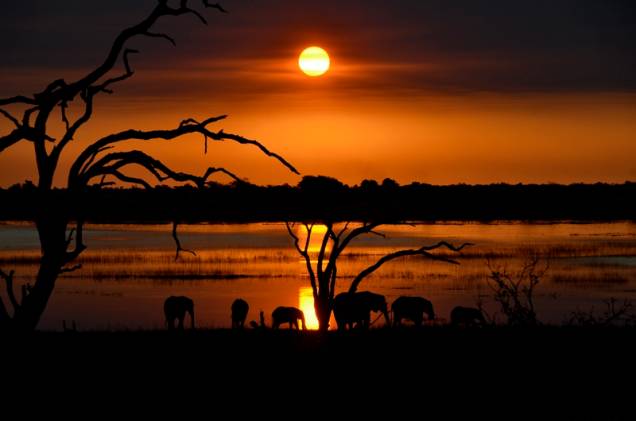 Ao final de tarde no Chobe National Park, em Botswana, elefantes se refrescam à beira do rio que dá nome ao parque. Ao final de tarde no Chobe National Park, em Botswana, elefantes se refrescam à beira do rio que dá nome ao parque.
