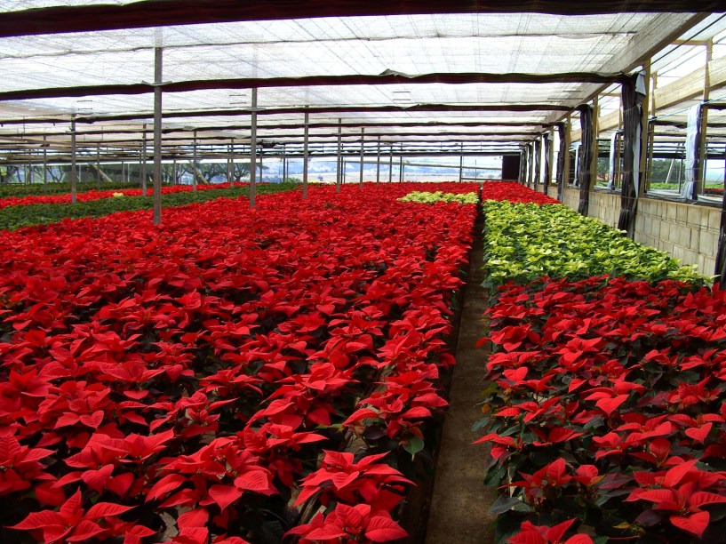 A feira apresenta mostras e exposições temáticas, com diversas espécies de flores e plantas