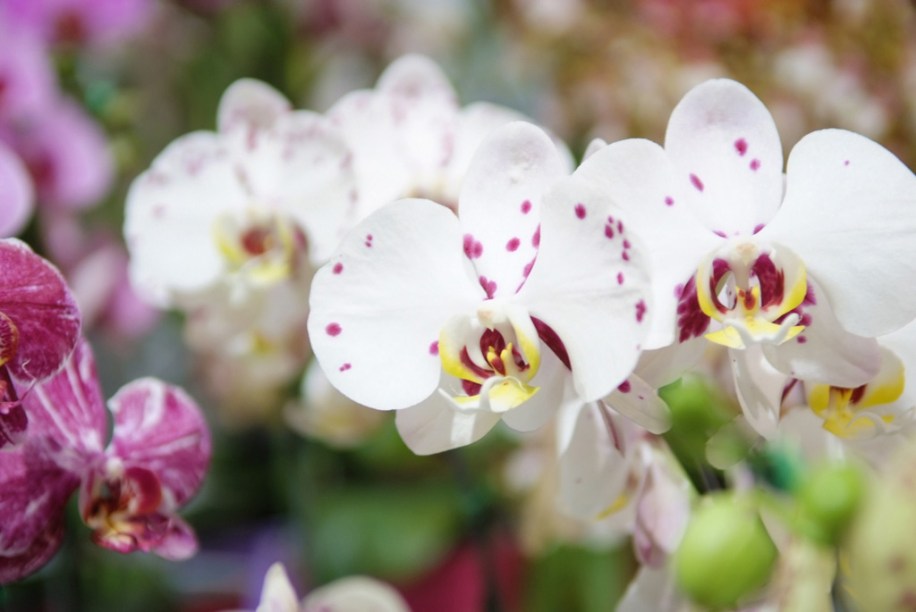 Orquídeas na Festa de Flores e Morangos de Atibaia, em São Paulo - edição de 2012