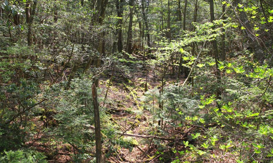 <strong>5. Floresta de Aokigahara, <a href="https://viajeaqui.abril.com.br/paises/japao" rel="Japão" target="_self">Japão</a></strong>                            Já ouviu falar em “silêncio ensurdecedor”? Pois então: poucos lugares no mundo provocam tantos calafrios quanto essa sinistra floresta japonesa. Localizado ao noroeste do <a href="https://viajeaqui.abril.com.br/estabelecimentos/japao-toquio-atracao-monte-fuji" rel="Monte Fuji" target="_self">Monte Fuji</a>, esse “Mar de Árvores”, como a floresta é conhecida popularmente, abriga uma forte densidade que dificulta a passagem dos ventos. Esse cenário perturbador já foi descrito como o lugar perfeito para morrer em livros como “Kuroi Jukai”, publicado por Seichō Matsumoto na década de 1960. Não à toa, aqui são registrados altos casos de suicídios, a ponto de algumas árvores conterem mensagens de apoio para que supostas vítimas desistam de cometer o ato. Apesar de tudo, a “Floresta do Suicídio” continua despertando a curiosidade dos turistas – que se arriscam em meio aos mitos de nunca mais conseguirem voltar do lugar.
