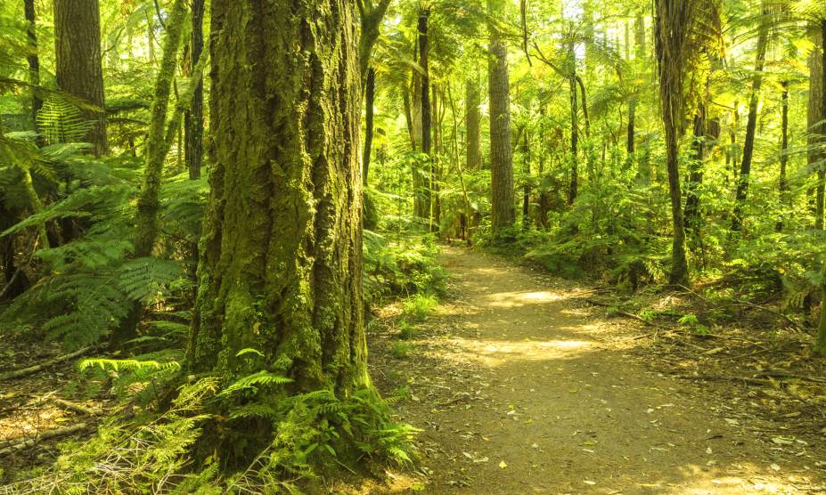 <strong>20. Floresta Nacional de Redwood, Califórnia, <a href="https://viajeaqui.abril.com.br/paises/estados-unidos" rel="Estados Unidos" target="_self">Estados Unidos</a></strong>            A Califórnia abriga as árvores de sequoias, típicas da região e conhecidas por serem as mais altas e impressionantes do mundo. Ocupando uma área de mais de 50 mil hectares, essa bela reserva florestal concentra boa parte dessas espécies – e serviu de cenário para o filme "O Retorno de Jedi", da saga Star Wars. Seus caminhos escondem algumas das construções das tribos nativas que habitaram o local, e que permeiam boa parte das histórias acerca dessas árvores. Conta-se, inclusive, que eles seriam os povos responsáveis por protegê-las, mas sucumbiram com as invasões de caçadores que acreditavam que as mesmas escondiam ouro. Hoje, a área é tombada como Patrimônio Mundial da UNESCO e conta com muitas iniciativas de preservação.