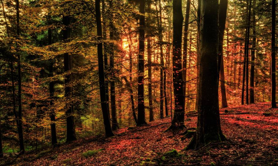 <strong>2. Floresta Negra, Baden-Württemberg, <a href="https://viajeaqui.abril.com.br/paises/alemanha" rel="Alemanha" target="_self">Alemanha</a></strong>                            Cortada pelo Vale do Reno, essa imensa floresta alemã é o maior parque natural do país, com diversas trilhas entre suas imensas árvores. Localizada no Estado de Baden-Württemberg, na fronteira com a <a href="https://viajeaqui.abril.com.br/paises/franca" rel="França" target="_self">França</a> e a <a href="https://viajeaqui.abril.com.br/paises/suica" rel="Suíça" target="_self">Suíça</a>, a floresta já foi inspiração para contos dos irmãos Grimm com sua atmosfera enigmática e pouca iluminação. O imaginário popular a transformou em cenário de fábulas, que podem ser tanto assustadoras quanto encantadas. Para quem vai visitar a região, essa é, sem dúvidas, uma das paradas obrigatórias.                            <a href="https://www.booking.com/region/de/black-forest.pt-br.html?aid=332455&label=viagemabril-florestasencantadas" rel="Veja preços de hotéis próximos à Floresta Negra no Booking.com" target="_blank">Veja preços de hotéis próximos à Floresta Negra no Booking.com</a>