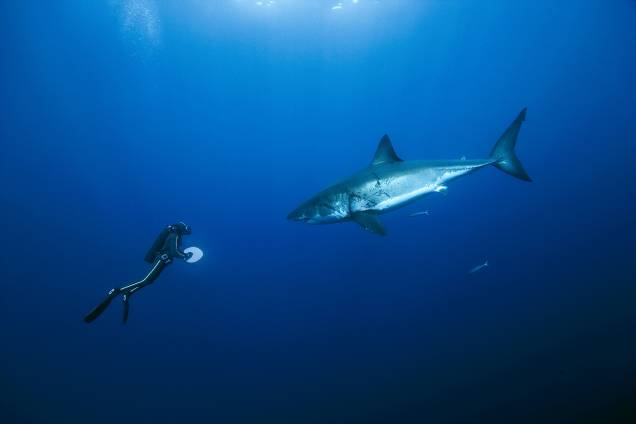 Diante do grande tubarão-branco, na Ilha de Guadalupe, no Caribe; equipe enfrentou fortes tempestades durante os trabalhos Diante do grande tubarão-branco, na Ilha de Guadalupe, no Caribe; equipe enfrentou fortes tempestades durante os trabalhos