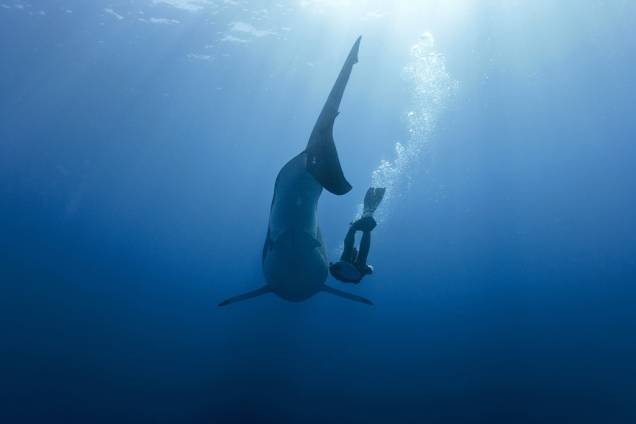 Ombro contra nadadeira com o grande tubarão-branco, na Ilha de Guadalupe, Caribe Ombro contra nadadeira com o grande tubarão-branco, na Ilha de Guadalupe, Caribe