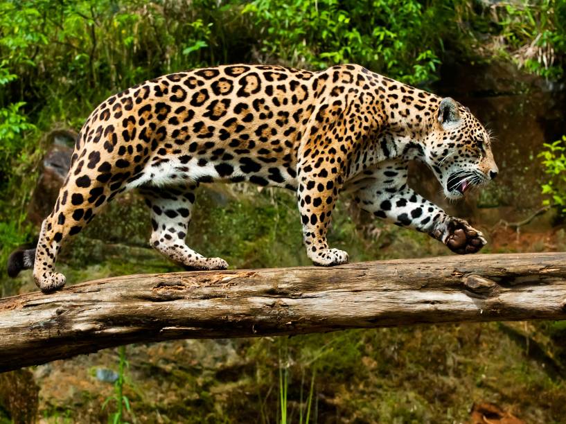 Onça Pintada no Gramado Zoo, Gramado (RS)