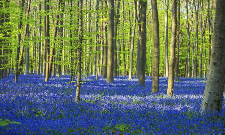 <strong>1. Halles Forest (Hallerbos), Flemish Brabant, <a href="https://viajeaqui.abril.com.br/paises/belgica" rel="Bélgica" target="_self">Bélgica</a></strong>                            Popularmente conhecida como Floresta Azul, esse belo lugar abriga diversas faias entre seus sinuosos caminhos, convidativos a longos passeios. O melhor momento para visitá-la é entre abril e maio, quando a primavera chega ao Hemisfério Norte e o chão fica coberto com milhares de flores de jacinto – espécies comuns na <a href="https://viajeaqui.abril.com.br/continentes/europa" rel="Europa" target="_self">Europa</a>. Essa atmosfera de contos de fadas ganha ainda mais força com a presença ilustre de coelhos e cervos, que aparecem de vez em quando pra fazer companhia aos viajantes.                            <a href="https://www.booking.com/city/be/halle.pt-br.html?aid=332455&label=viagemabril-florestasencantadas" rel="Veja preços de hotéis próximos à Halle no Booking.com" target="_blank">Veja preços de hotéis em Halle no Booking.com</a>