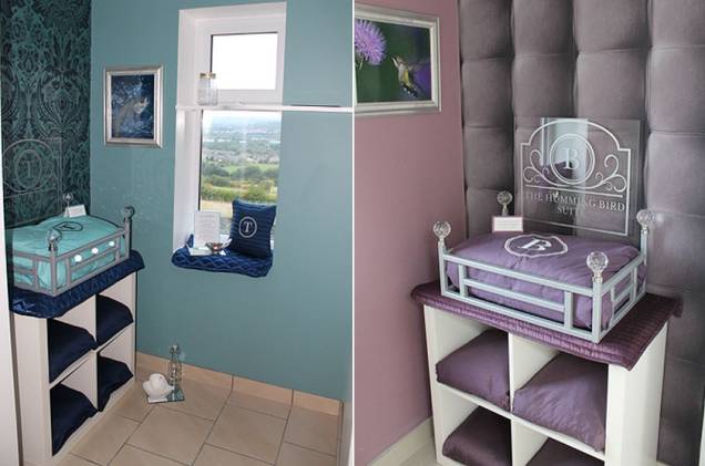 Não é hostel: os gatos que ficam hospedados no mesmo quarto devem viver juntos Não é hostel: os gatos que ficam hospedados no mesmo quarto devem viver juntos