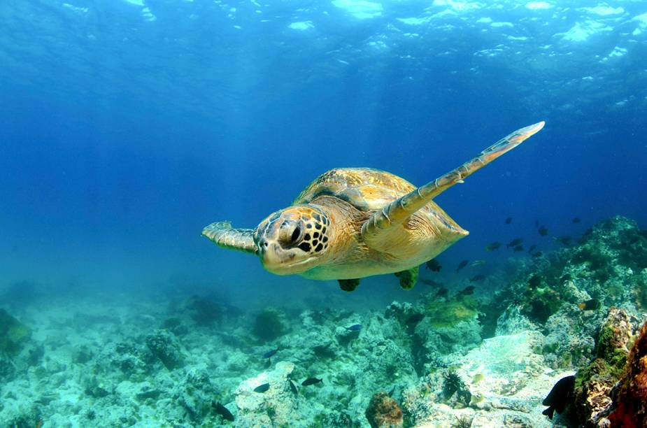 <a href="https://viajeaqui.abril.com.br/cidades/equador-galapagos" rel="Ilhas Galápagos" target="_blank"><strong>Ilhas Galápagos</strong></a>O arquipélago equatoriano de 13 ilhas, com apenas quatro habitáveis, é o destino perfeito para quem deseja ver animais como tubarões-martelo, leões-marinhos, pinguins, iguanas, golfinhos, arraias e tartarugas gigantes. A região ficou famosa após servir de inspiração para o pesquisador Charles Darwin elaborar a teoria da evolução, tanto que uma das ilhas mais famosas recebeu o sobrenome do naturalista. A outra mais importante é a Wolf. As duas são os melhores pontos de mergulho. Galápagos tem origem vulcânica e paredões submersos de até 3 km de profundidade. É um dos destinos mais virgens em mergulho no mundo. No entanto, é preciso experiência pela ocorrência de correnteza. Os melhores meses para mergulhar em Galápagos são dezembro, janeiro, maio e junho. A temperatura da água fica entre 21°C e 26°C. A língua oficial é o espanhol e a moeda é o dólar americano