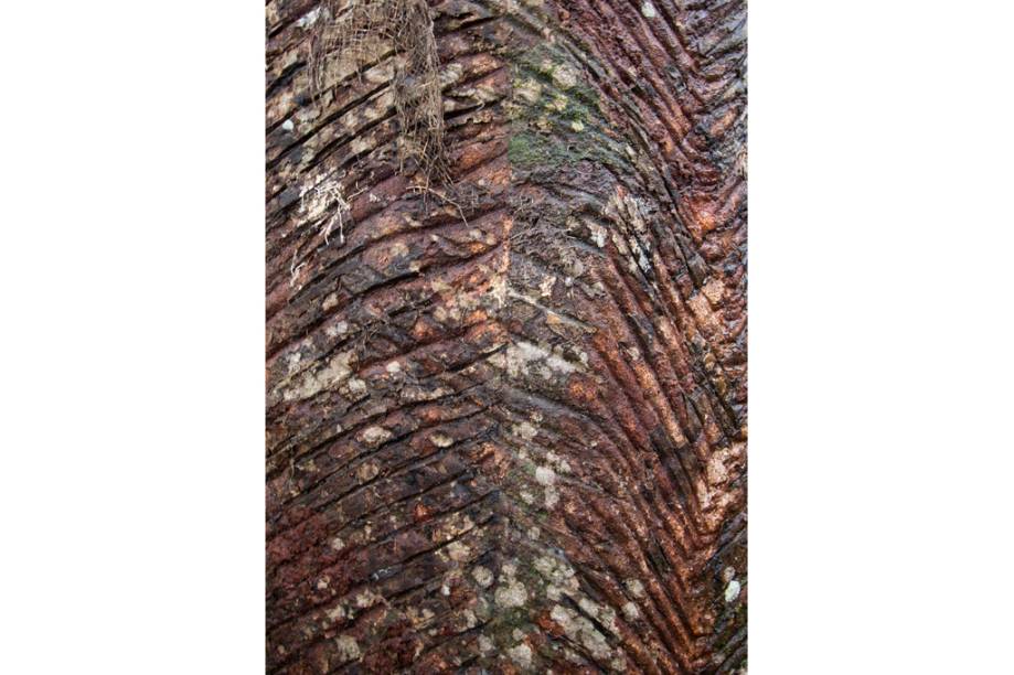 Seringueira cortada para extração de látex, do Museu do Seringal Vila Paraíso, no Igarapé de São João, a 25 minutos de barco de Manaus, Amazonas
