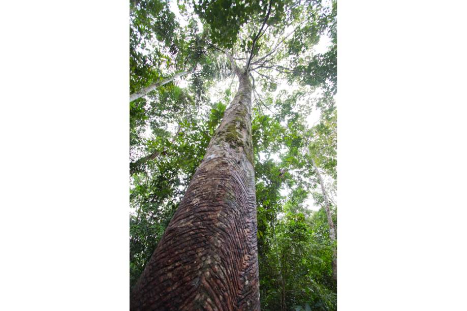 Seringueira no Museu do Seringal Vila Paraíso, no Igarapé São João, a 25 minutos de barco de Manaus, no Amazonas