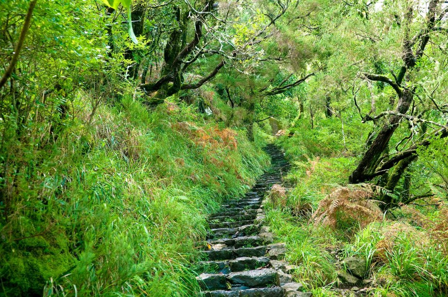 <strong>Floresta Laurissilva da Madeira </strong>                                    A Ilha da Madeira é dona da maior floresta Laurissilva viva no mundo. Esse tipo de floresta é especial pois parte de sua vegetação remonta ao período Terciário na escala de tempo geológico. Ou seja, há 20 milhões de anos, quando a floresta ocupava toda a área da bacia do Mediterrâneo, Sul da Europa e Norte de África