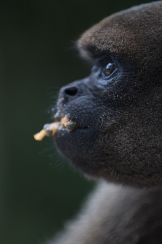 Floresta dos Macacos, Centro de Reabilitação dos Primatas, mantido pela Fundação Floresta Viva, na área do hotel <a href="https://viajeaqui.abril.com.br/estabelecimentos/br-am-manaus-hospedagem-amazon-ecopark-lodge" rel="Amazon Ecopark Jungle Lodge" target="_blank">Amazon Ecopark Lodge</a>, Floresta Amazônica