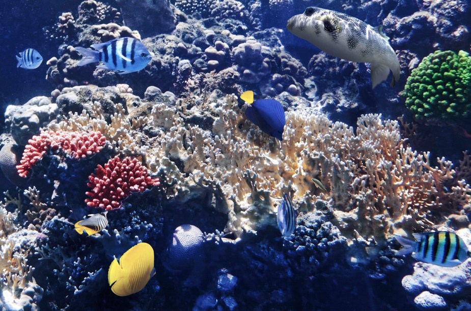 <strong>Mar Vermelho</strong>O golfo do Oceano Índico entre a <a href="https://viajeaqui.abril.com.br/continentes/africa" rel="África" target="_blank">África</a> e a <a href="https://viajeaqui.abril.com.br/continentes/asia" rel="Ásia" target="_blank">Ásia</a>, ou onde o deserto se encontra com o oceano, possui águas mornas e cristalinas, barreiras de corais – com mais de 200 tipos diferentes - que chegam a atingir 300 pés de profundidade. A vida aquática rica, com espécies coloridas, como peixe-borboleta, peixe-papagaio, arraias-manta, tubarões, tartarugas, moreias e os gigantes peixes-napoleão, fazem do local interesse de mergulhadores. Os acessos pelas cidades egípcias Sharm El Sheick e Hurghada são os mais procurados pelos turistas. Para os mais aventureiros, há a opção de alugar um barco por uma semana para chegar a lugares remotos do oceano, que não podem ser acessados em passeios de um dia. O Mar Vermelho tem cerca de 2 mil quilômetros de extensão e banha oito países da região, porém, é visitado principalmente pelo <a href="https://viajeaqui.abril.com.br/paises/egito" rel="Egito" target="_blank">Egito</a>. A temperatura da água fica em média em 25°C e as melhores épocas para mergulhar são os meses de março a maio, e de setembro a novembro. A língua oficial do país é árabe e a moeda é a libra egípcia.