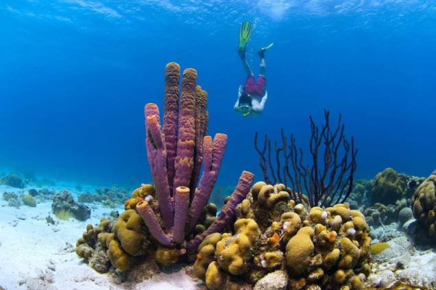 Mergulhador em Curaçao, ilha caribenha junto à costa sulamericana Mergulhador em Curaçao, ilha caribenha junto à costa sulamericana