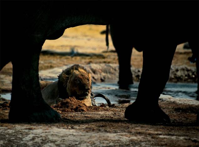 Normalmente, leões e elefantes africanos não se aproximariam. Na estação seca, porém, esta é a única reserva de água na área do Parque Nacional de Chobe, em Botsuana Normalmente, leões e elefantes africanos não se aproximariam. Na estação seca, porém, esta é a única reserva de água na área do Parque Nacional de Chobe, em Botsuana