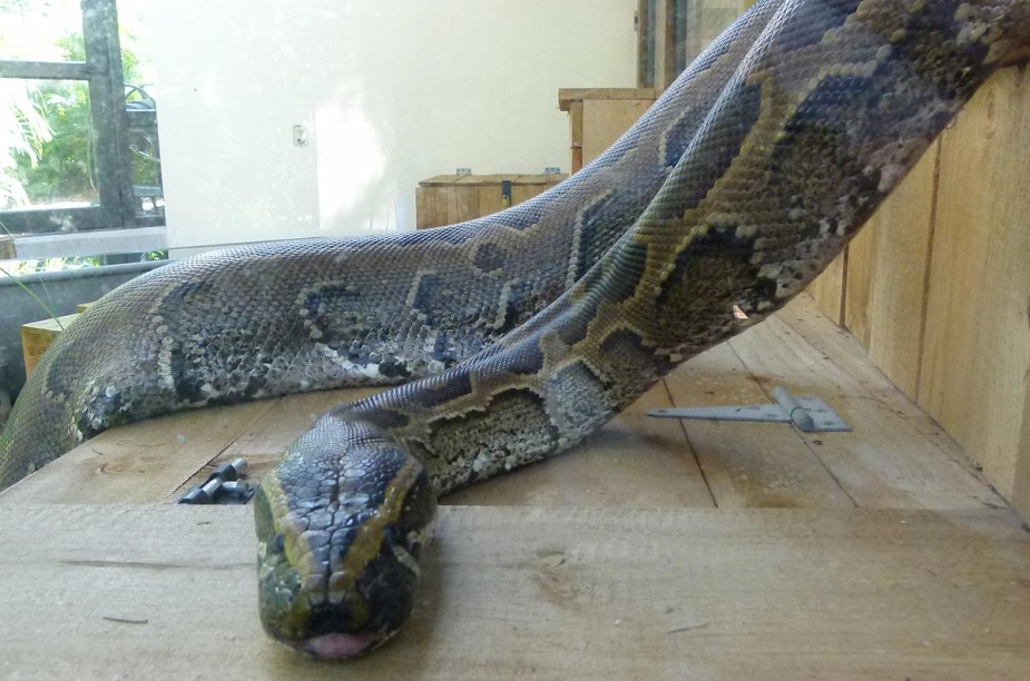 <strong>Brevard Zoo</strong>                Uma jiboia recebe os visitantes do Brevard Zoo, em Melbourne, Flórida; dentre outras atividades que o zoológico oferece, estão rapel e arvorismo entre os animais