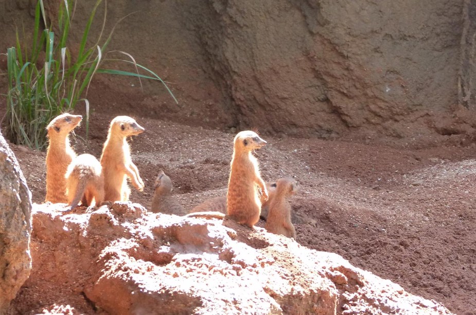 <strong>Brevard Zoo</strong>                Suricatos observam grupos de crianças no zoológico de Melbourne; o local sempre promove eventos temáticos anuais: antes de ir, <a href="https://brevardzoo.org/calendar" rel="consulte o site" target="_blank">consulte o site</a> para saber mais