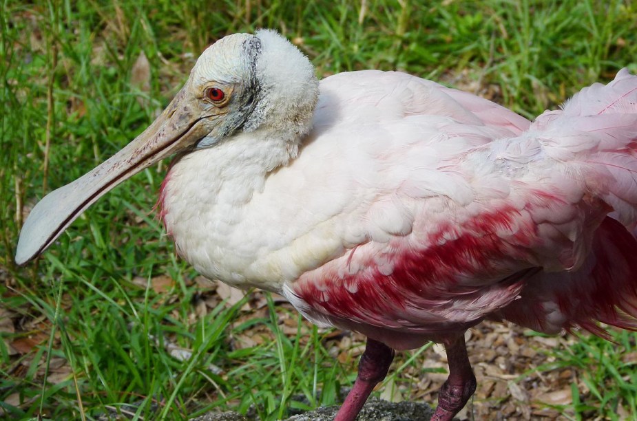 <strong>Brevard Zoo</strong>        Aves que têm penas cor-de-rosa porque alimentam-se de pequenos crustáceos dessa cor recebem alimentação especial para ficarem ainda mais coloridos