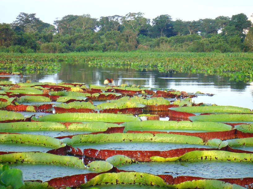 <strong>4. <a href="https://portal.iphan.gov.br/pagina/detalhes/40" target="_blank" rel="noopener">Complexo de áreas protegidas do Pantanal</a>, Mato Grosso e Mato Grosso do Sul </strong>O ano de tombamento da região também é de 2000. No entanto, faz muito mais tempo que a área de mais de 187 mil hectares tem um aspecto valioso e que demanda a atenção. O ecossistema de água doce é um dos maiores do mundo. Sua área é ocupada por uma variedade de animais, como o jaburu, macaco-prego e cachorro do mato. Outro atrativo da região, que faz fronteira com a Bolívia e o <a href="https://viajeaqui.abril.com.br/paises/paraguai" target="_blank" rel="noopener">Paraguai</a>, são os ipês roxos que a caracterizam e enriquecem sua flora